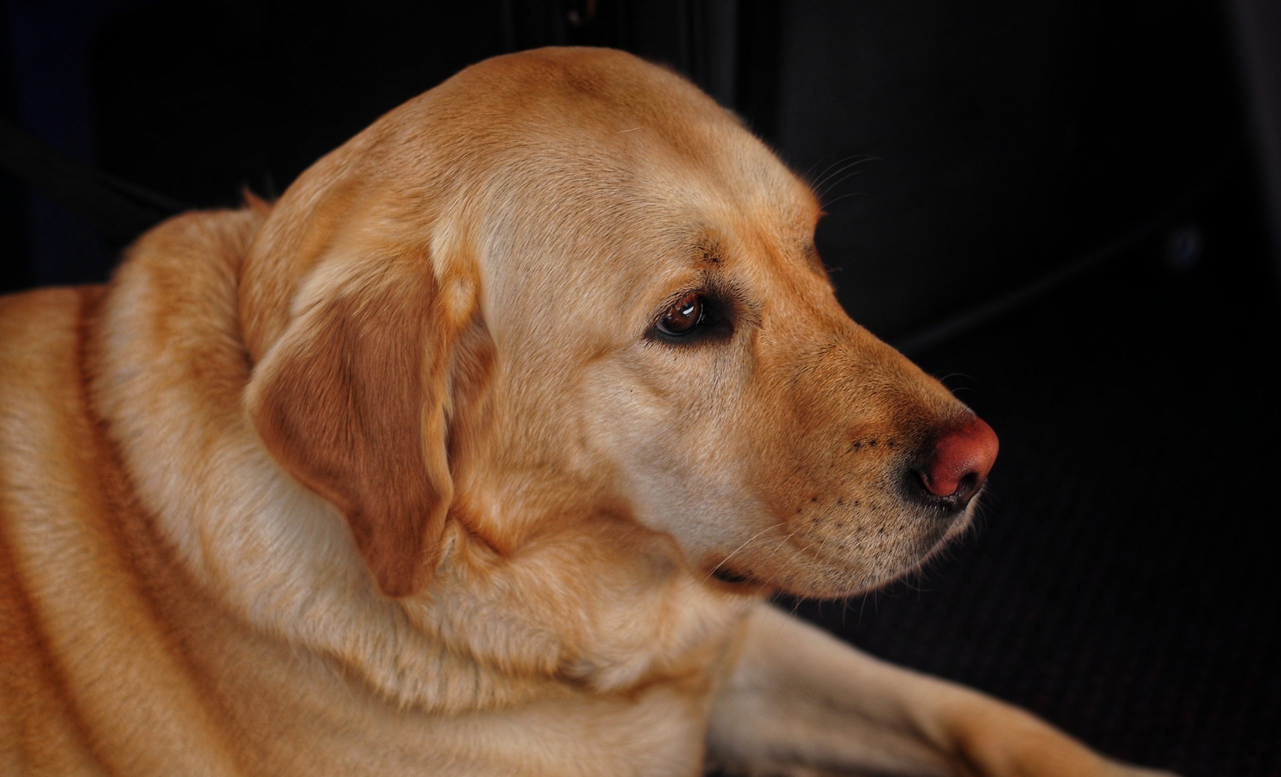 Guide Dogs Website